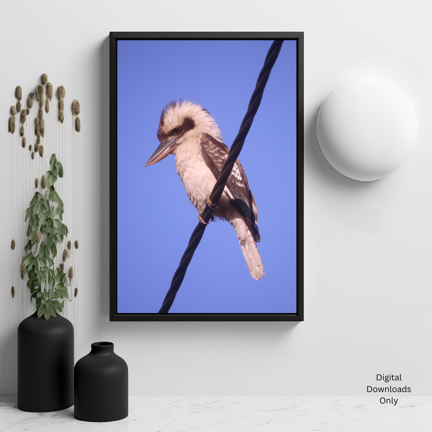 Kookaburra Portrait Photo on Poster