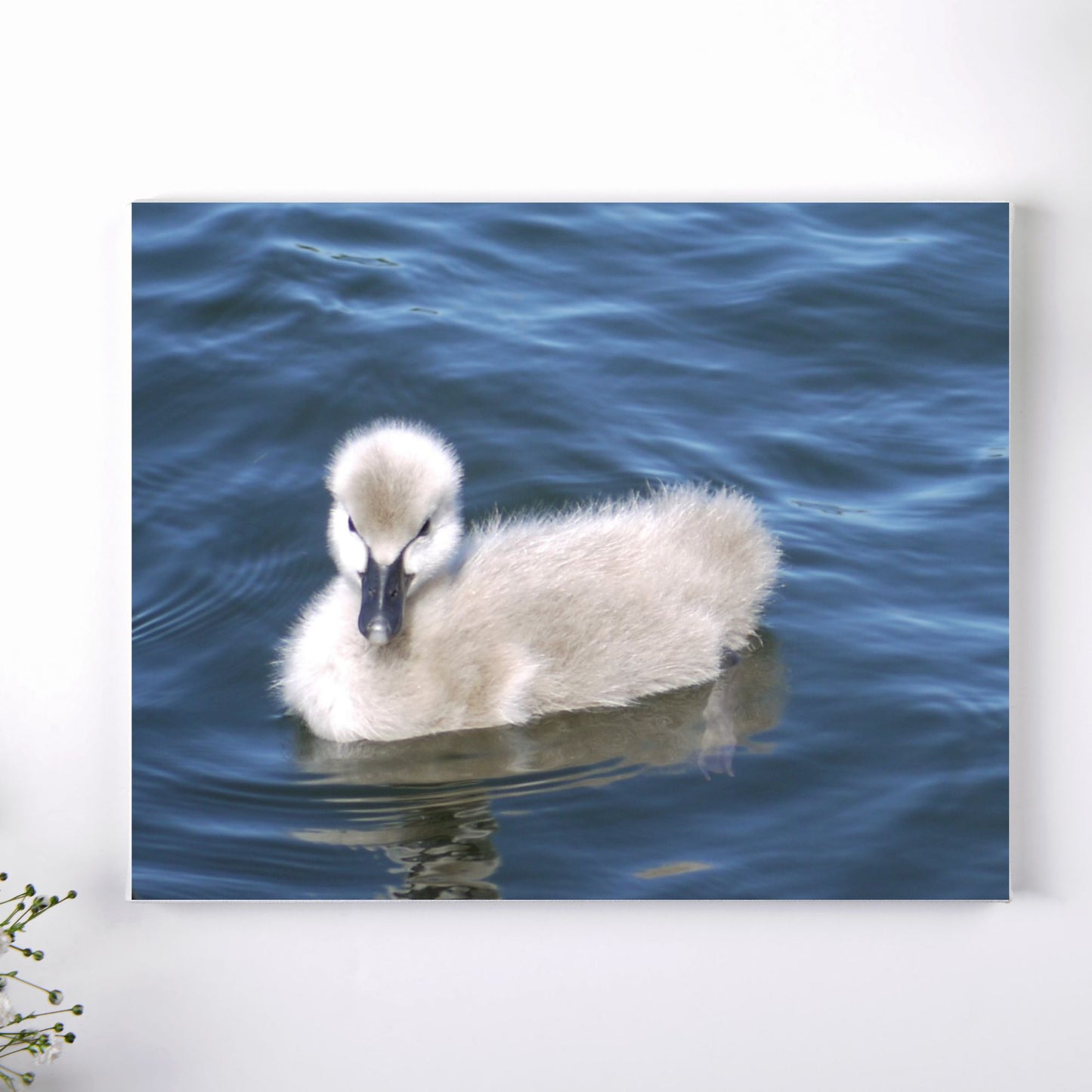 No Ugly Duckling: Baby Swan Canvas Print.