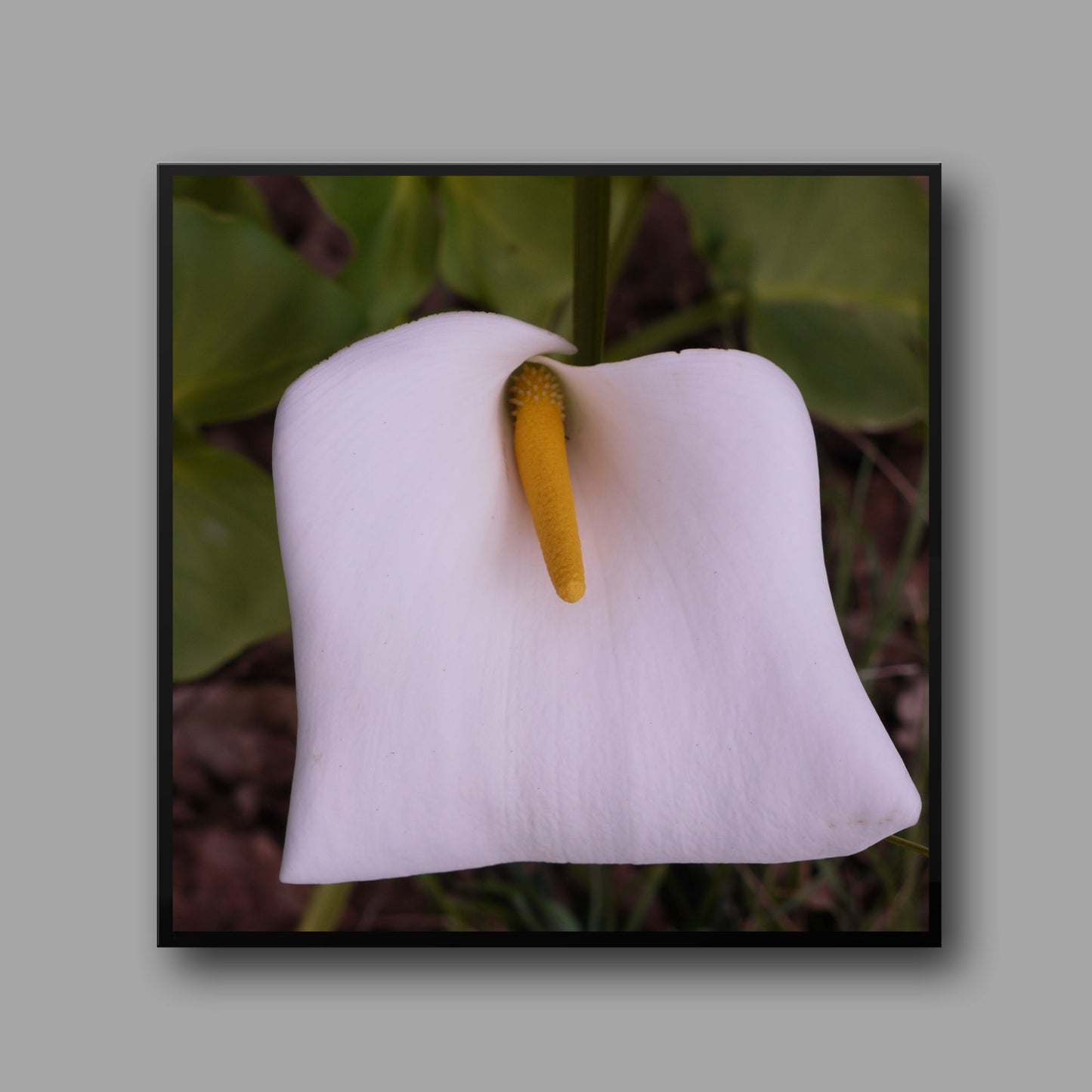 Arum Lily Photo on Poster.