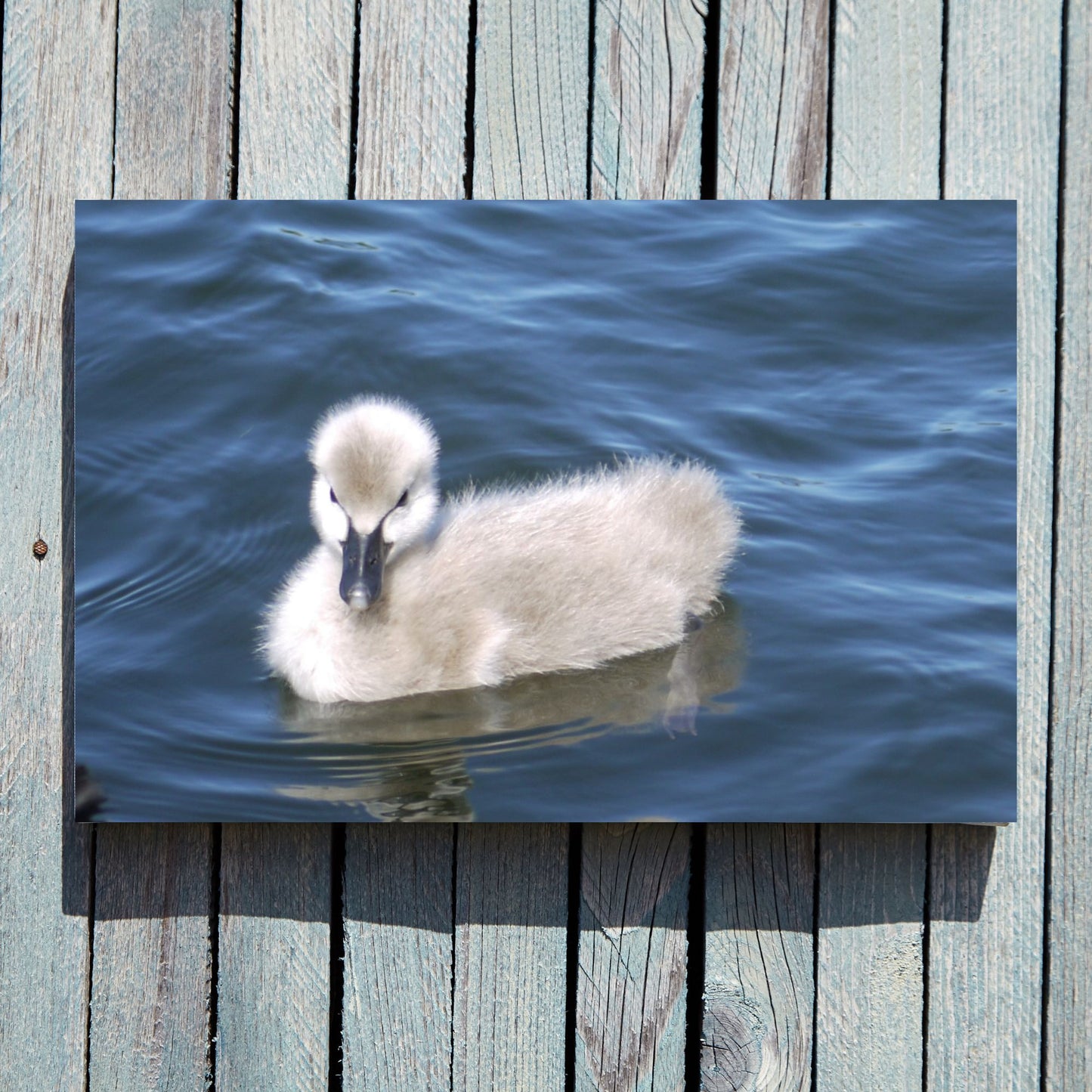 No Ugly Duckling: Baby Swan Photo as a Poster Print.