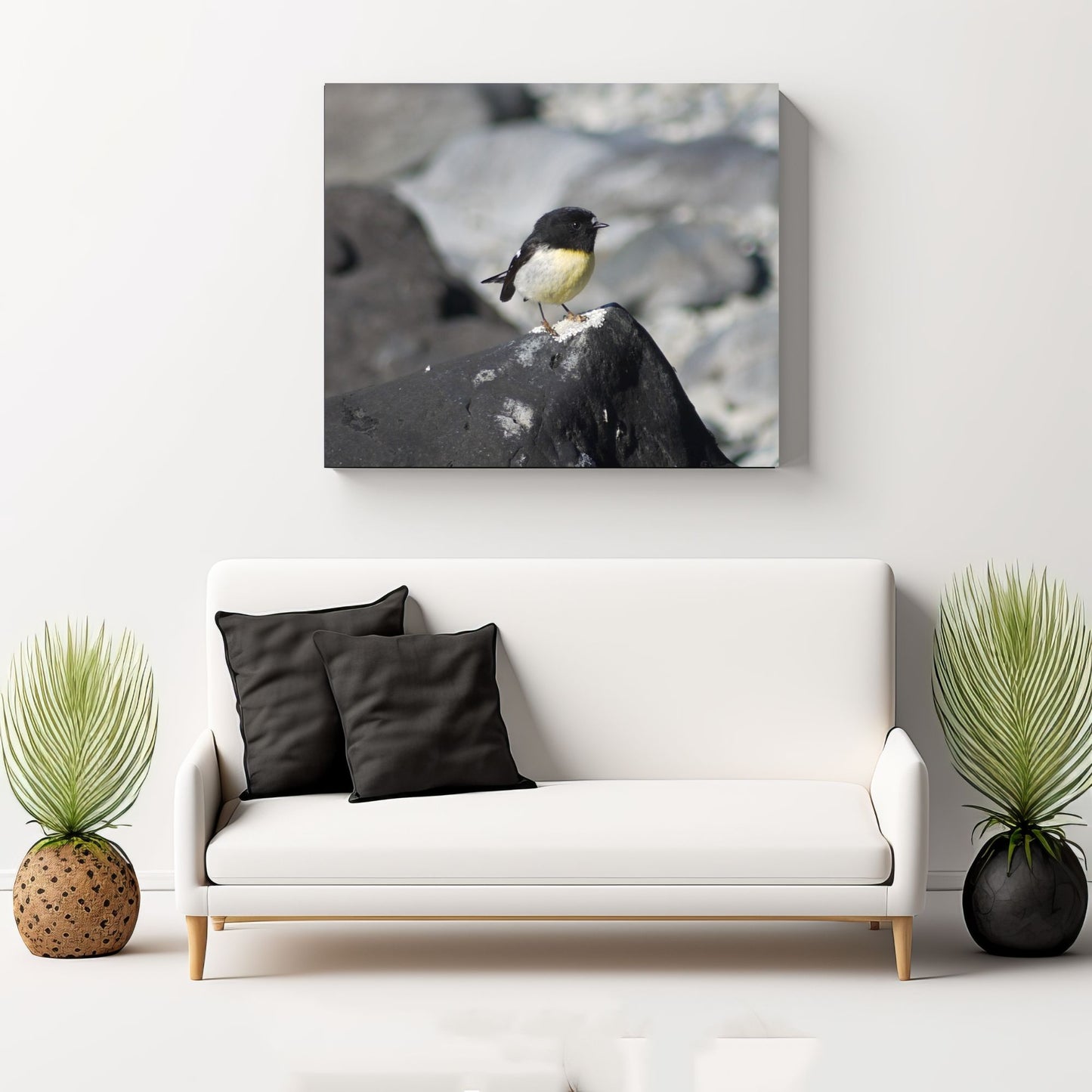 Campsite Visitor; Tomtit Photo on Canvas