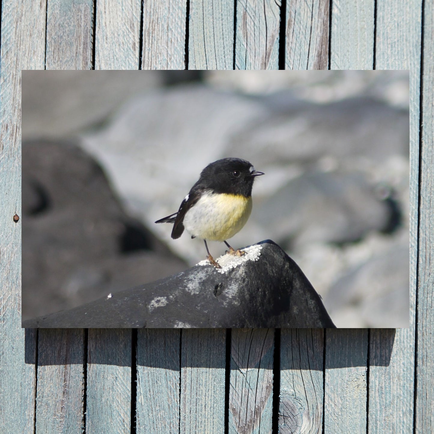 Campsite Visitor; Tomtit Photo on Canvas