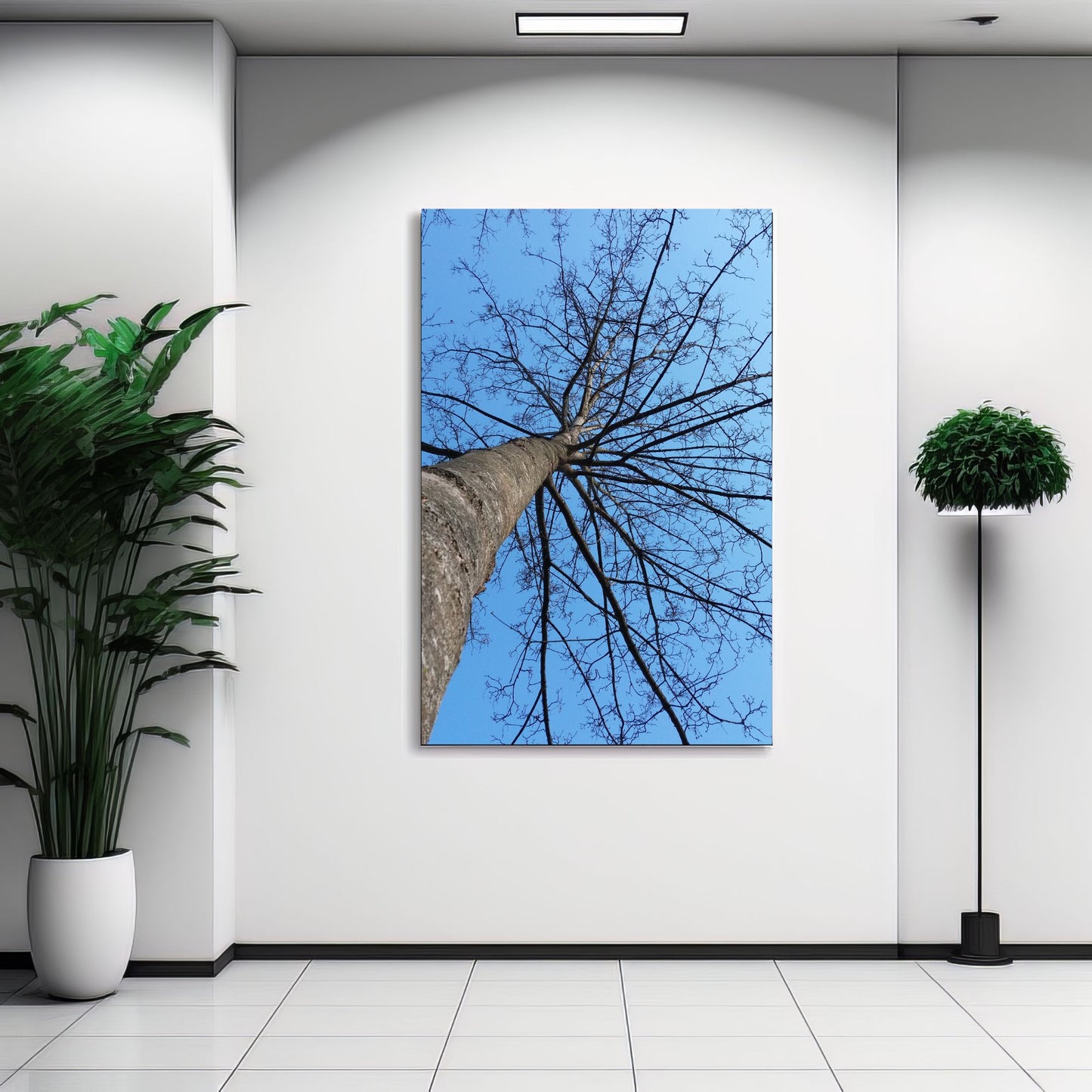 Poplar Tree Photo on Canvas