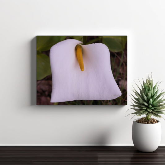 Arum Lily Photo on Canvas