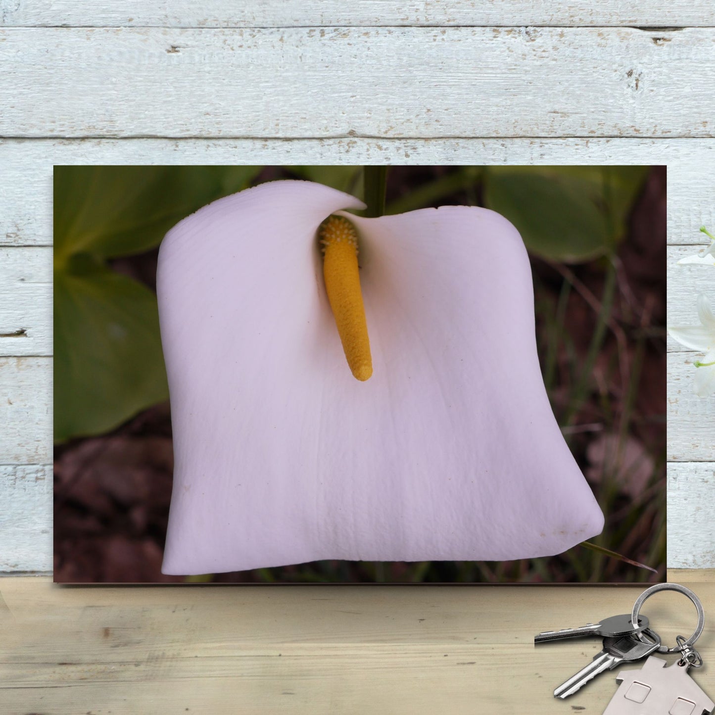 Arum Lily Photo on Poster.