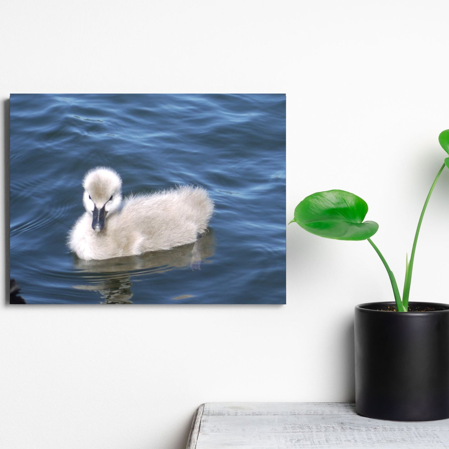 No Ugly Duckling: Baby Swan Canvas Print.