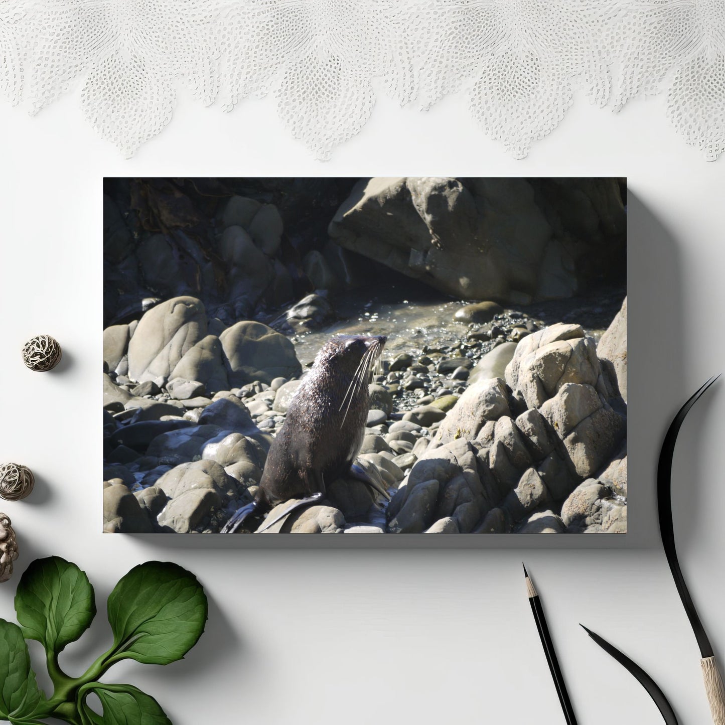 Cute Baby Seal. Photo on Canvas