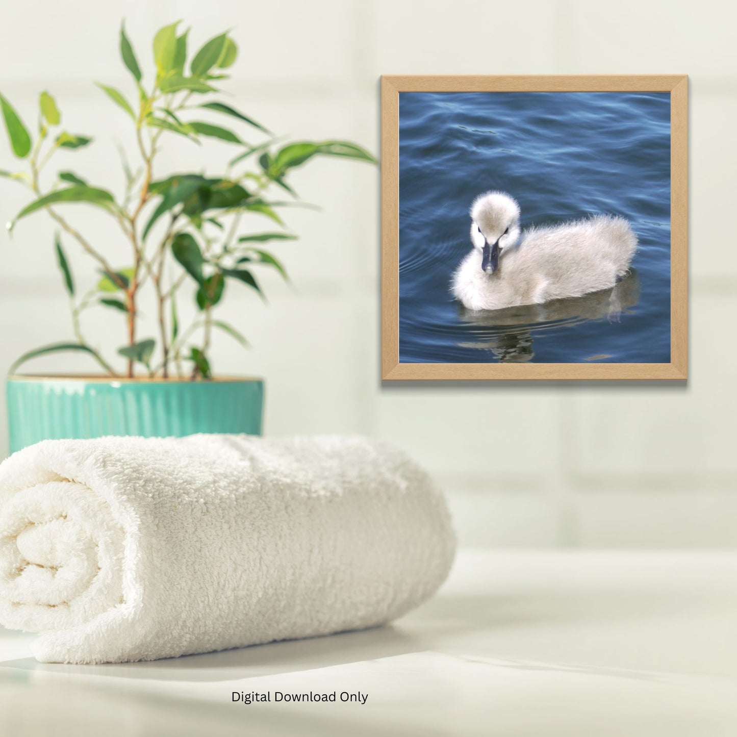 No Ugly Duckling: Baby Swan Photo as a Poster Print.