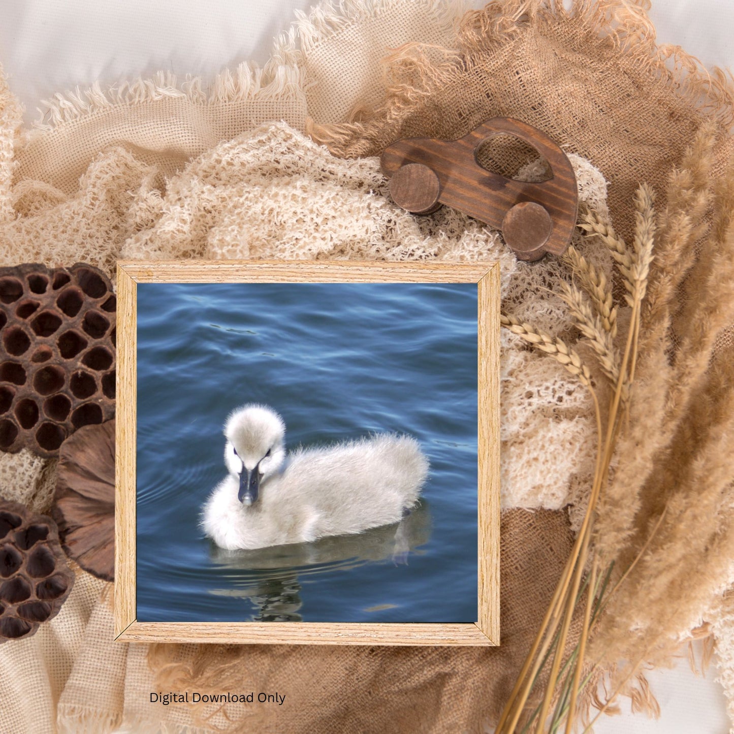 No Ugly Duckling: Baby Swan Photo as a Poster Print.