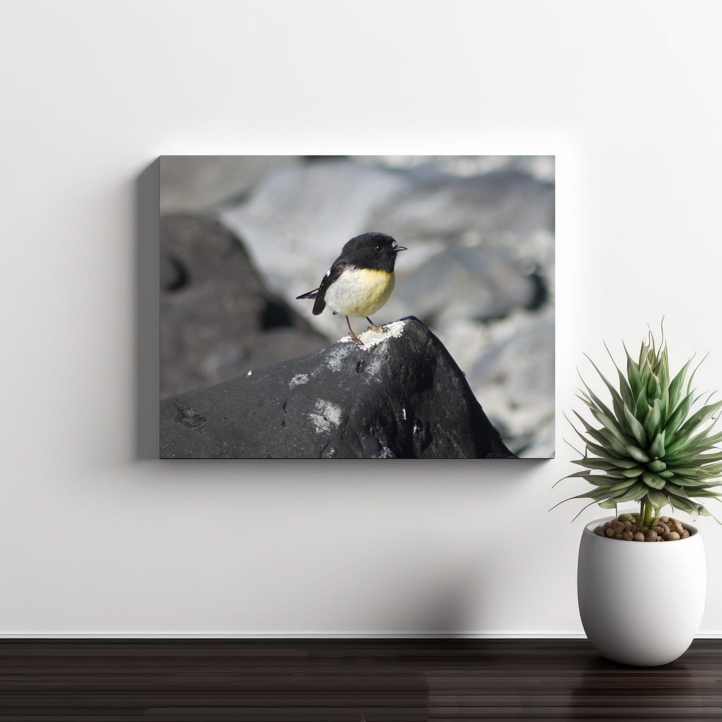 Campsite Visitor; Tomtit Photo on Canvas