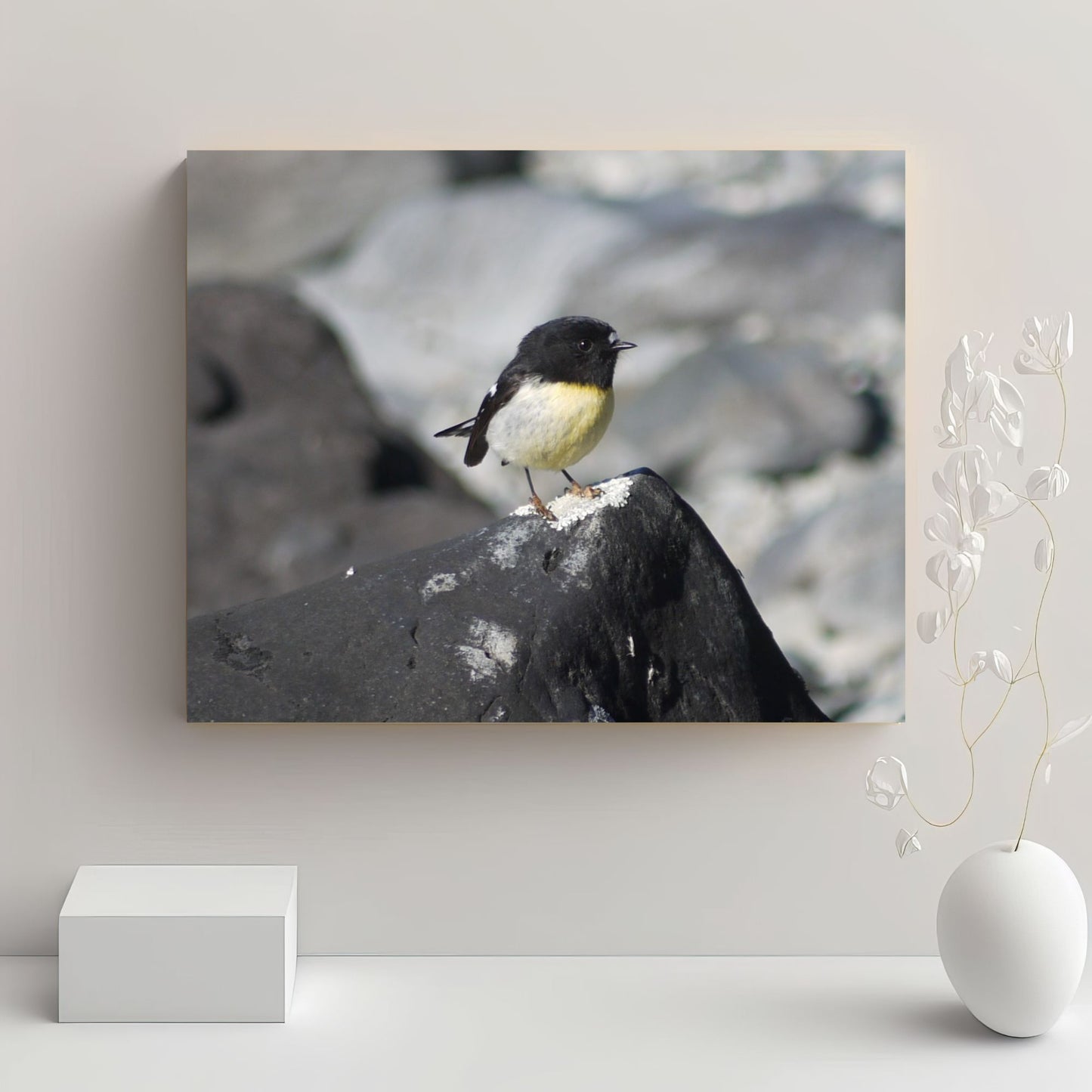 Campsite Visitor; Tomtit Photo on Canvas