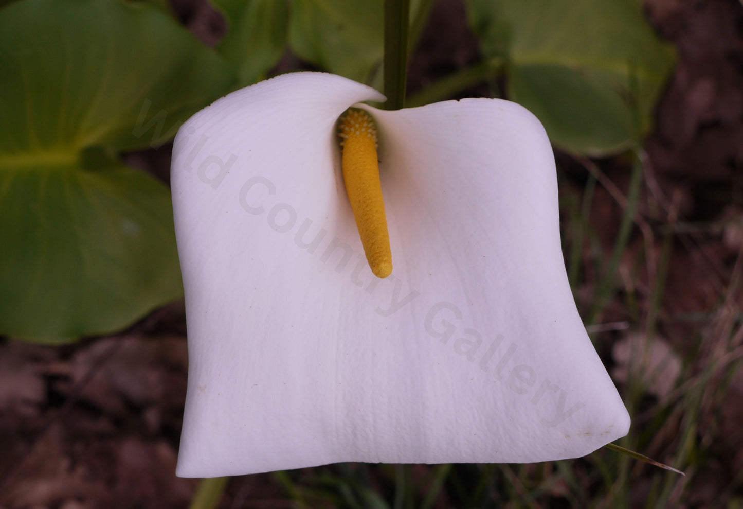 Arum Lily Photo on Poster.